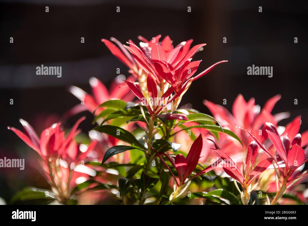 Durante la primavera, le foglie della Pieris japonica, del giapponese andromeda o del giapponese pieris, un membro della famiglia Ericaceae, sviluppano un notevole fo Foto Stock