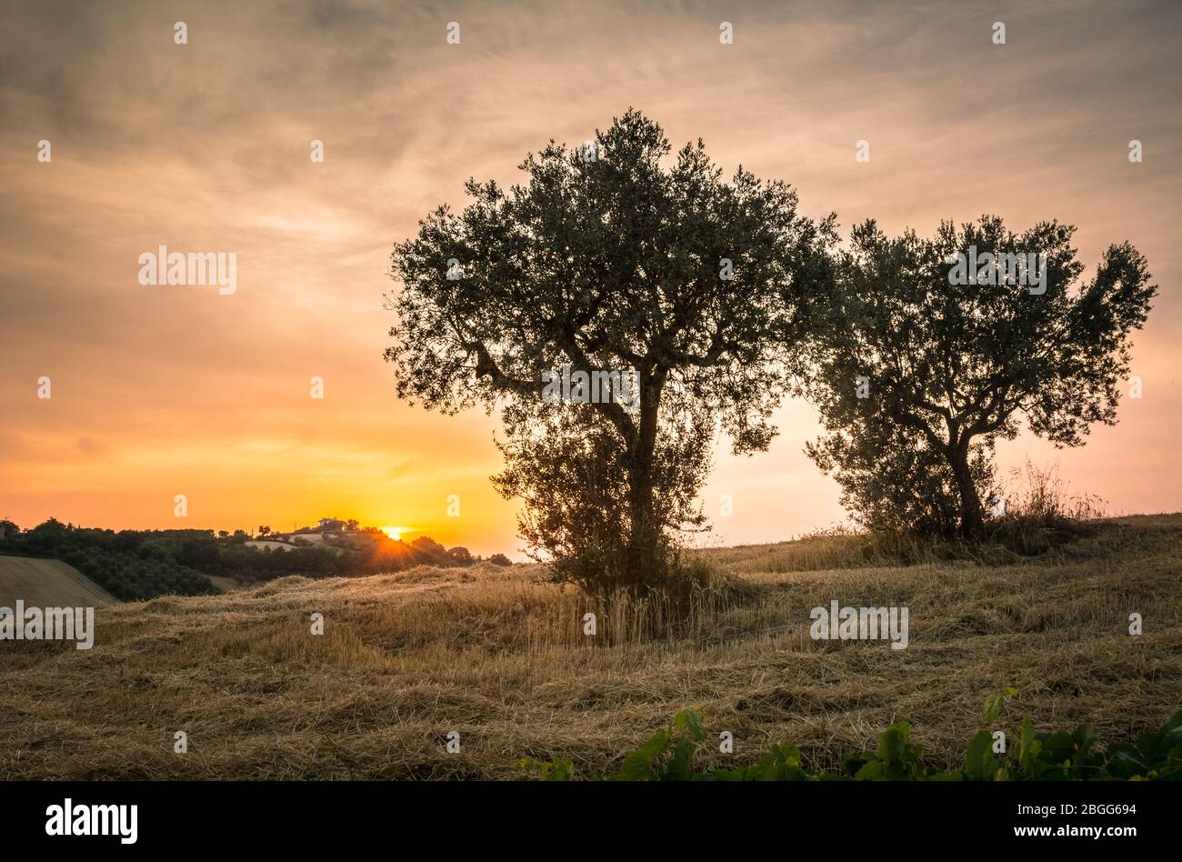 Paesaggio rurale lungo la strada da Sant'Egidio alla Vibrata a Civitella del Tronto in Estate - Regione Abruzzo in Italia- Europa Foto Stock