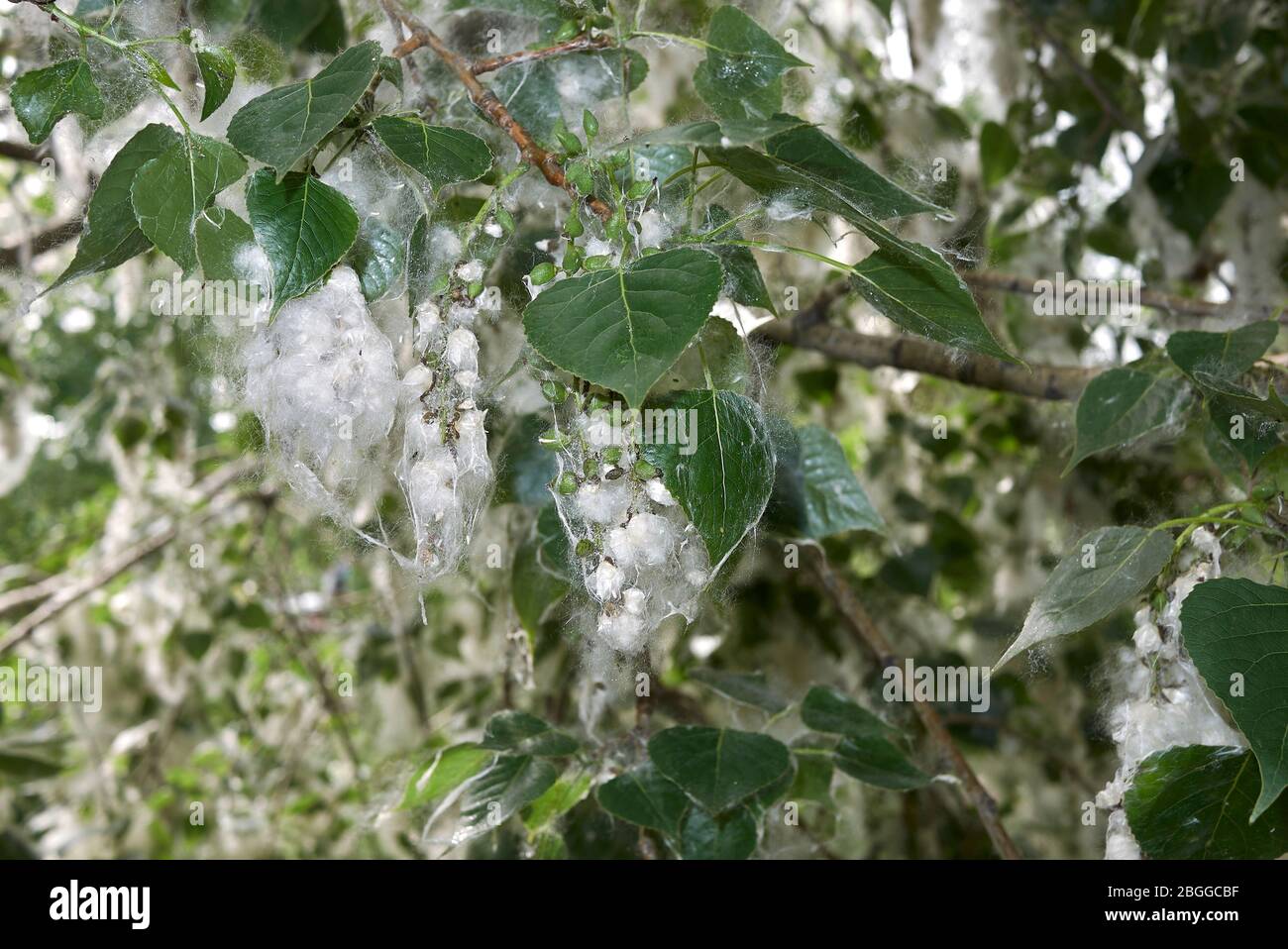 Ramo di populus nigra con frutta e semi Foto Stock