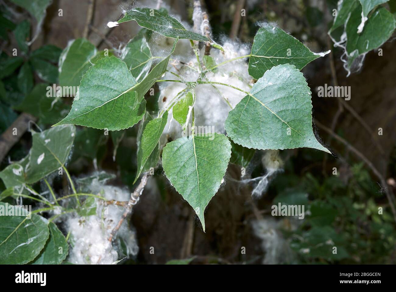 Ramo di populus nigra con frutta e semi Foto Stock