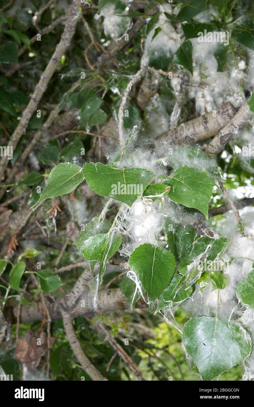 Ramo di populus nigra con frutta e semi Foto Stock