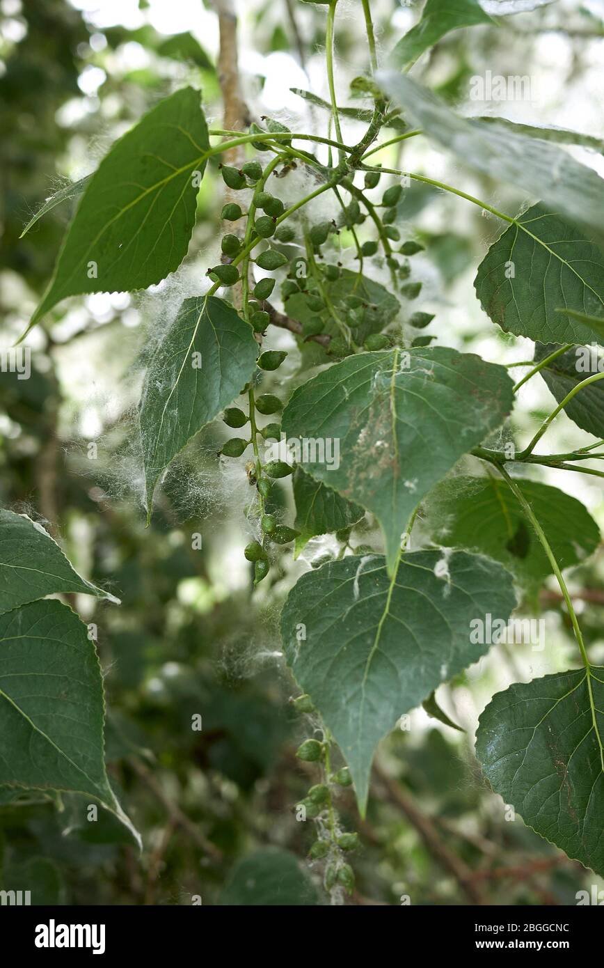 Ramo di populus nigra con frutta e semi Foto Stock