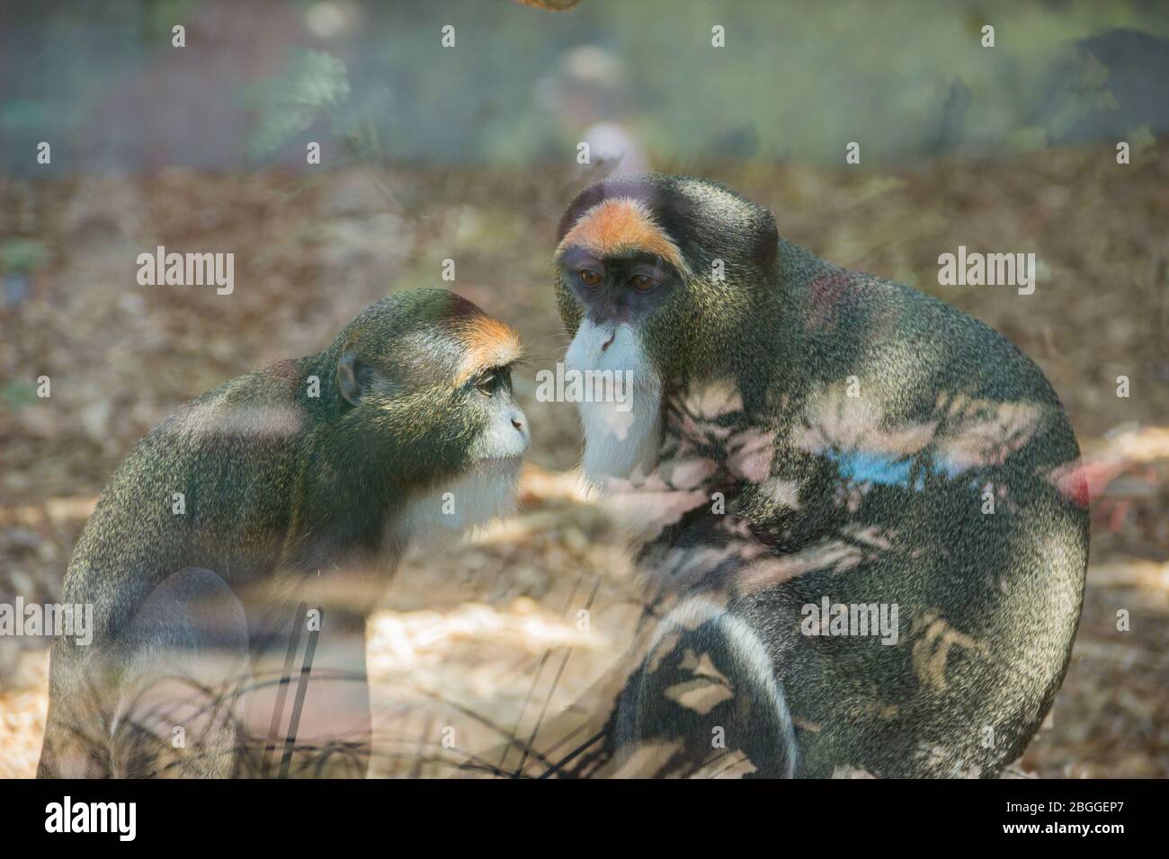 Scimmia nello zoo. Un animale selvatico in cattività. Animali nello zoo. Foto Stock