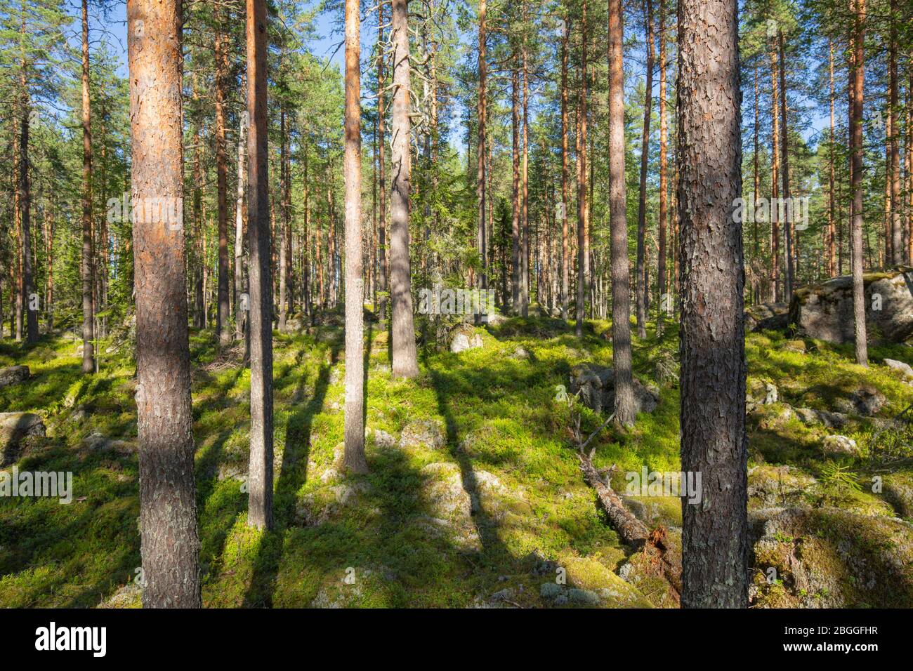Bosco di conifere con alberi di pino ( Pinus Sylvestris ) che crescono su terreni rocciosi asciutti , Finlandia Foto Stock