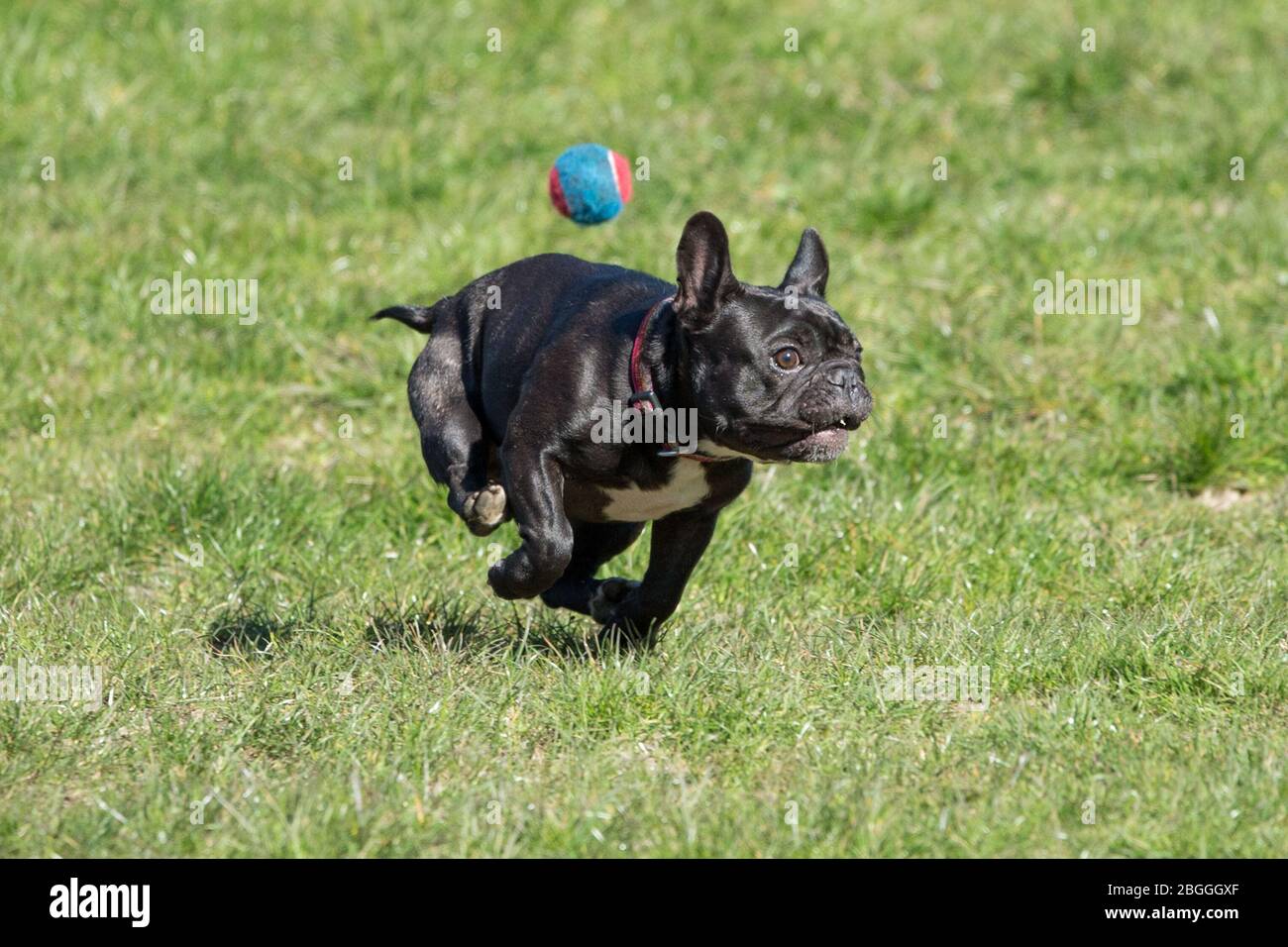 Glasgow, Regno Unito. 21 Apr 2020. Nella foto: Le persone prendono i loro cani da compagnia fuori nel parco per la loro un'ora di esercizio quotidiano durante il blocco. Il cane sembra godere della sua libertà all'esterno come corre intorno dopo una palla. Scene del Kelvingrove Park di Glasgow durante il blocco del coronavirus (COVID-19). Credit: Colin Fisher/Alamy Live News Foto Stock