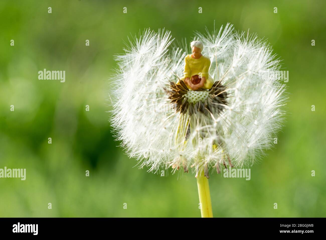 Persona piccola meditando all'interno di un blowball Foto Stock