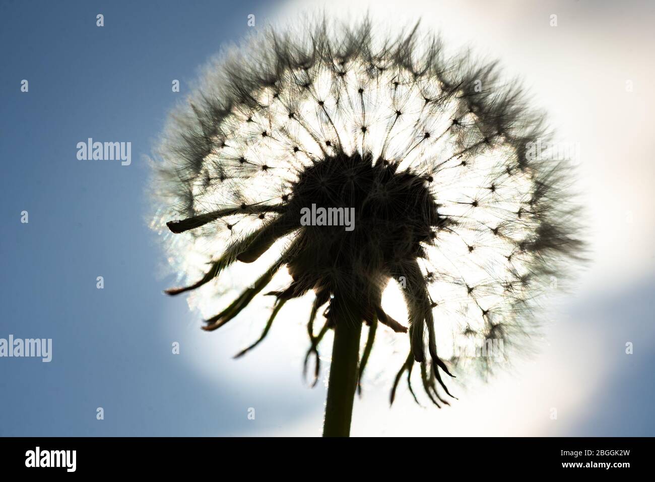 Testa di un dente di leone maturo in piena fioritura con il sole direttamente dietro di esso Foto Stock