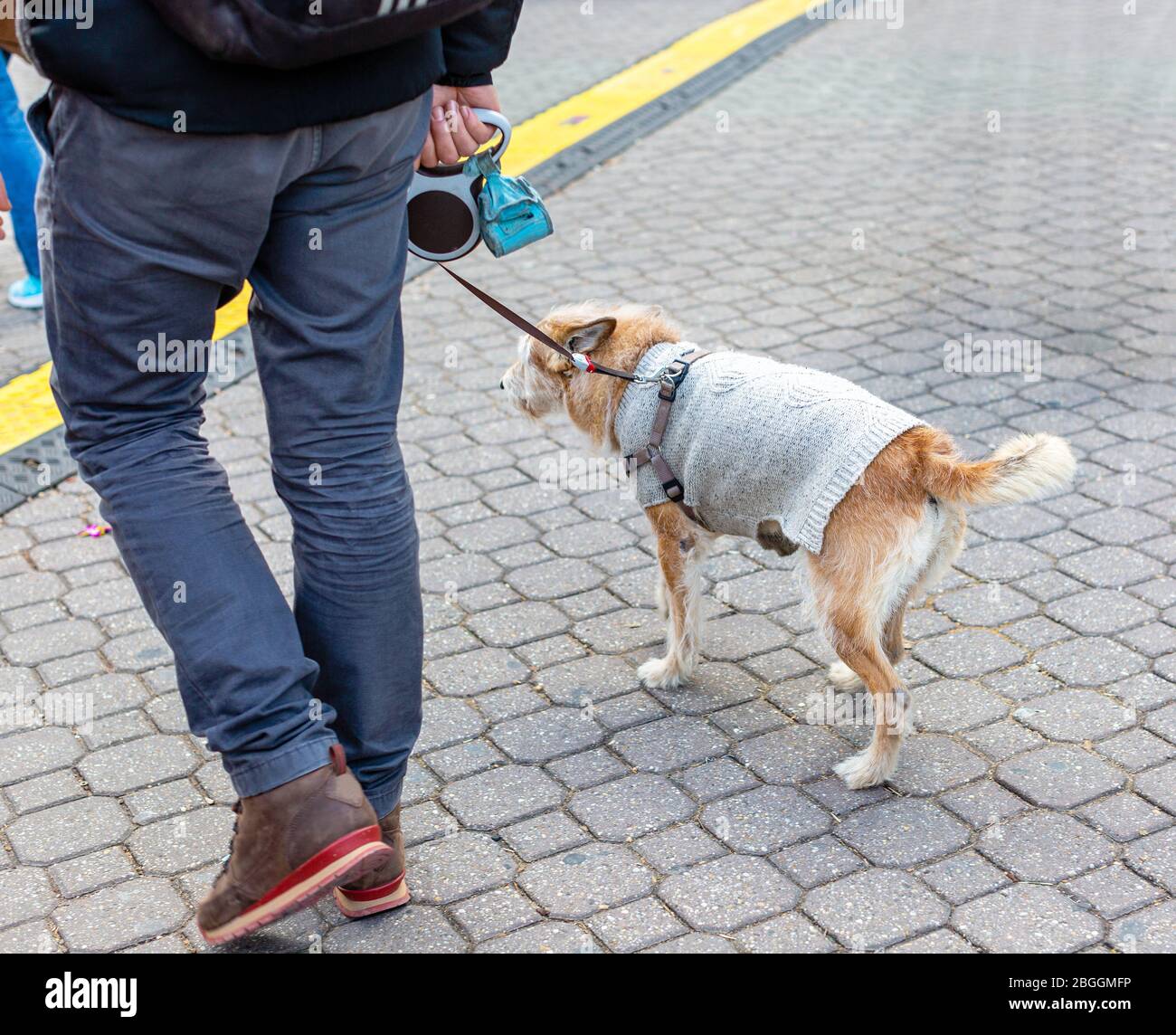 Proprietario che cammina cane lungo strada lastricata. Cane curioso vestito con maglione grigio. Foto Stock