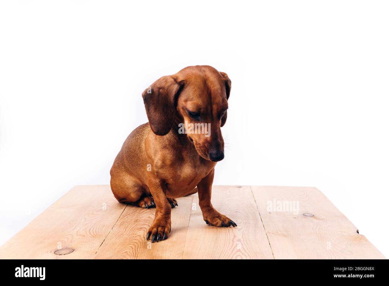 Cane ripubled dachshund con capelli lucidi. Un cane da compagnia e un amico. Foto Stock
