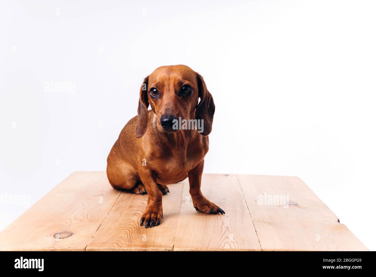 Cane ripubled dachshund con capelli lucidi. Un cane da compagnia e un amico. Foto Stock
