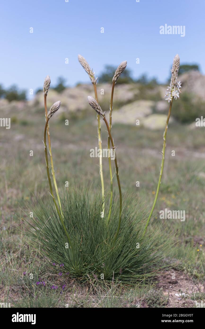 Asphodeline globifera macro foto della pianta dalla Cappadocia, Turchia Foto Stock