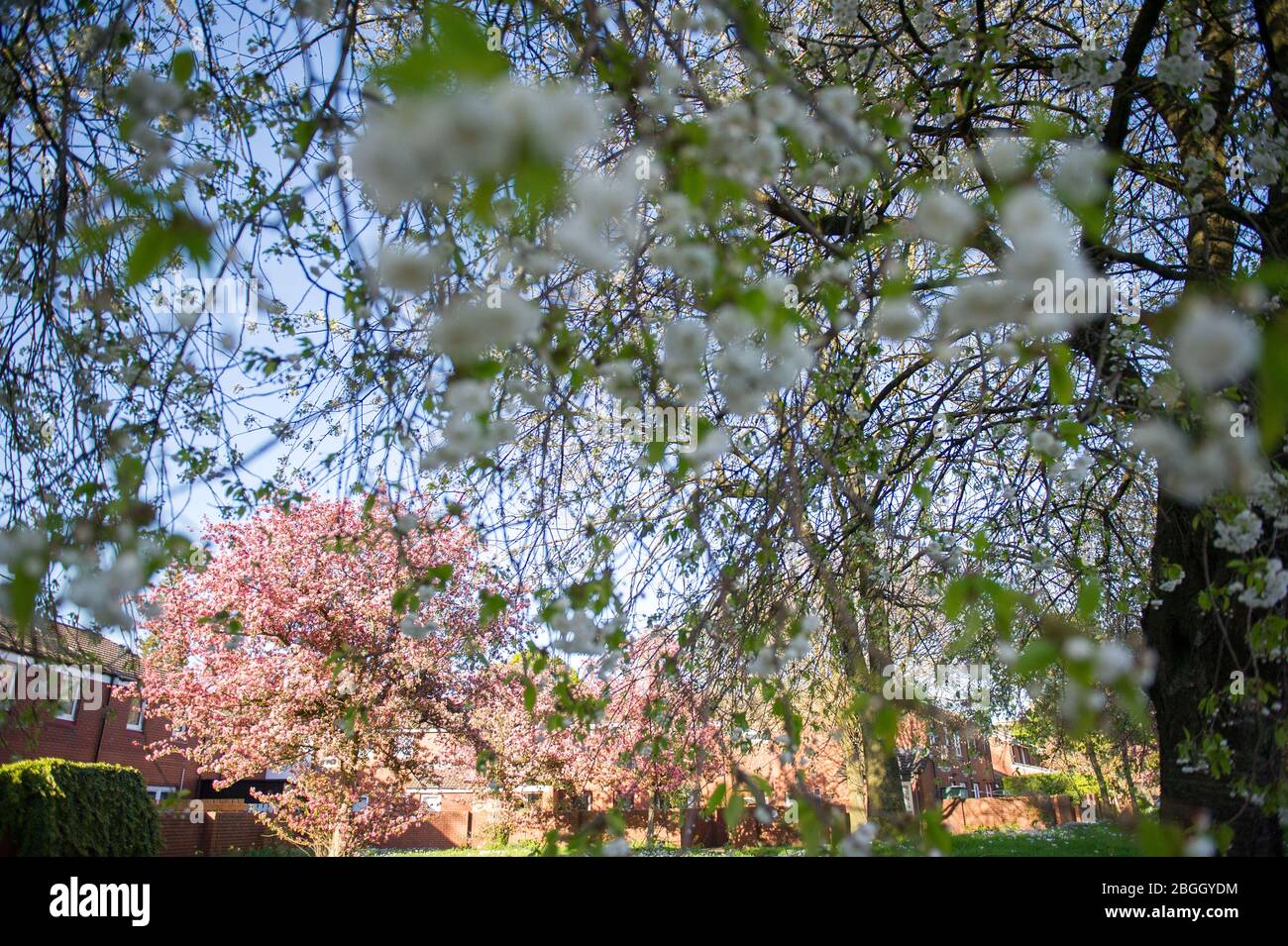 Glasgow, Regno Unito. 21 Apr 2020. Nella foto: Fioritura dei ciliegi in tutta l'area del West End di Glasgow. Fiori rosa chiaro e bianco puro fiore dai ciliegi. La gente del posto si ferma per sentire i profumi dei rami. Credit: Colin Fisher/Alamy Live News Foto Stock