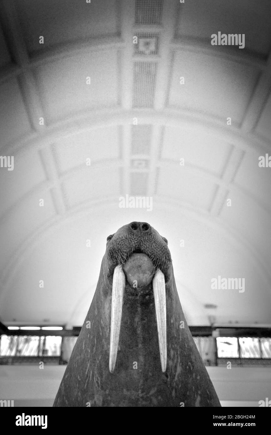 Wagrus farcito, vista ad angolo basso Foto Stock