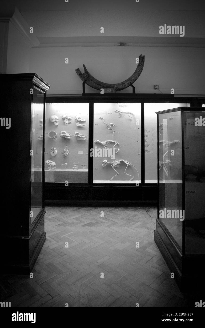 Scheletri di animali in Museum Display Case, Natural History Museum, Londra, Inghilterra, Regno Unito Foto Stock