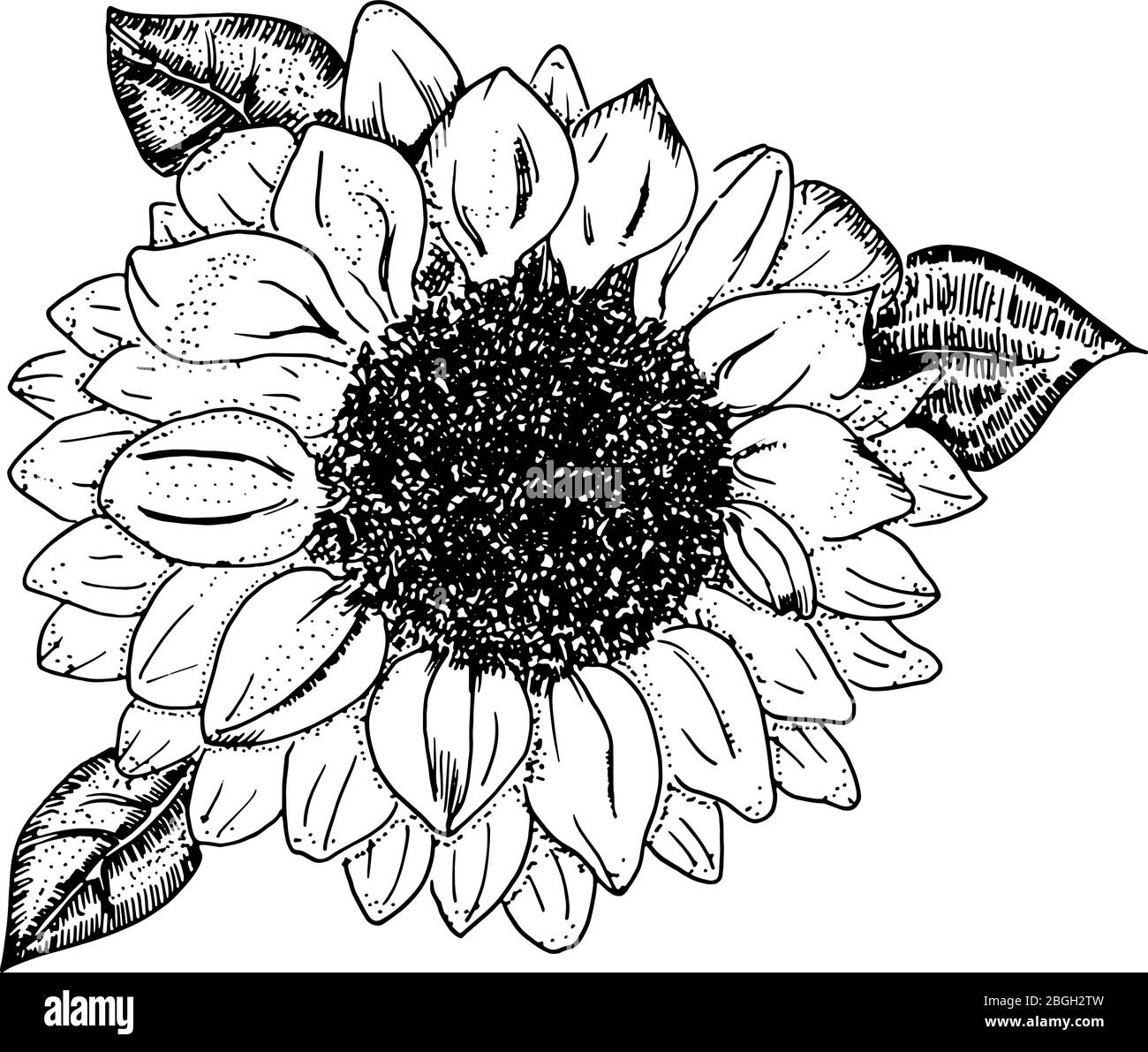 Girasole vettoriale, disegno in inchiostro bianco e nero, isolato su sfondo bianco, adatto per stampaggio a caldo Illustrazione Vettoriale