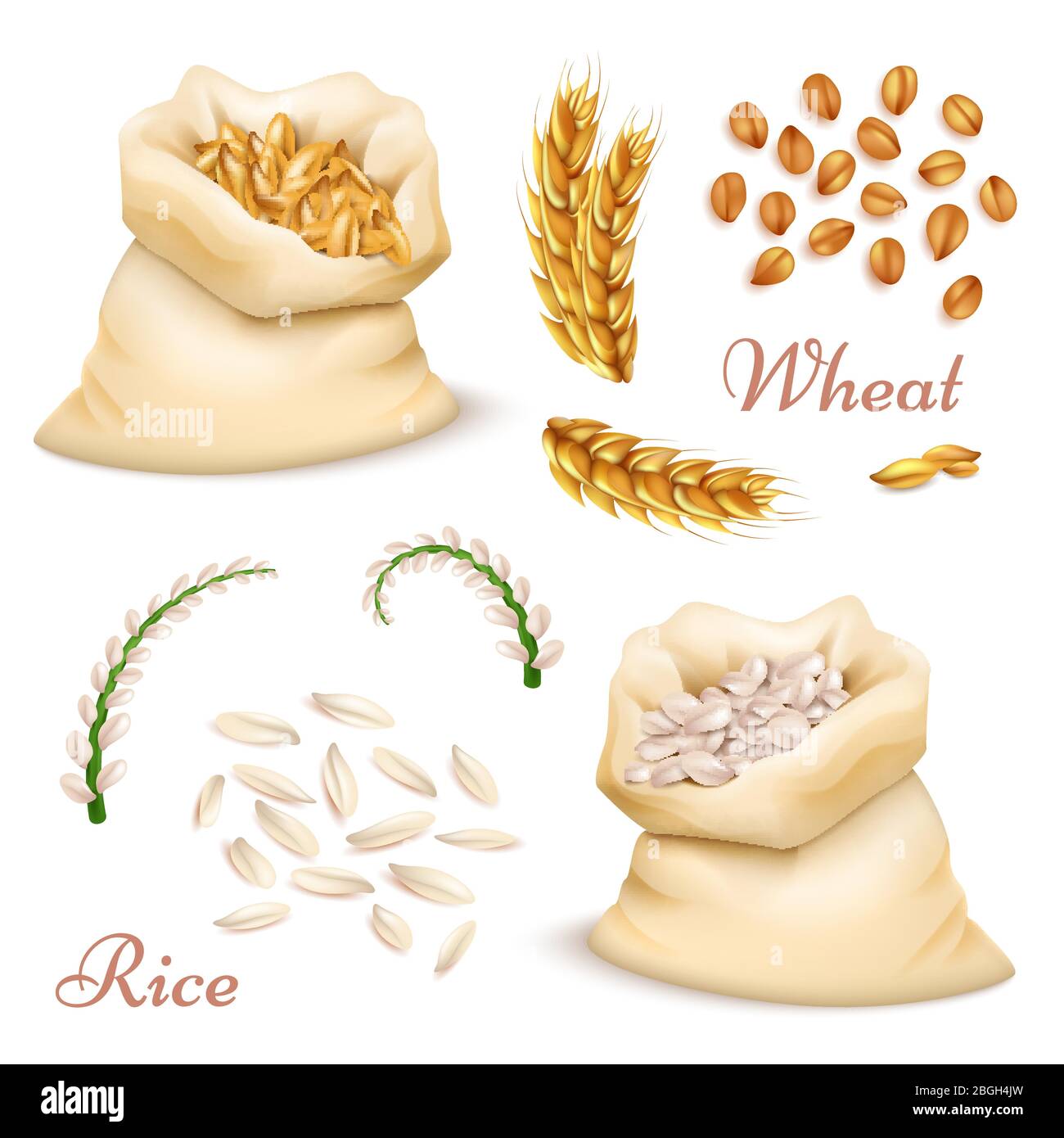 Cereali agricoli - frumento e riso isolati su fondo bianco. Raccolta di granelli, spighe e clipart vettoriali realistici. Illustrazione di raccolto di cibo, seme di fattoria naturale Illustrazione Vettoriale