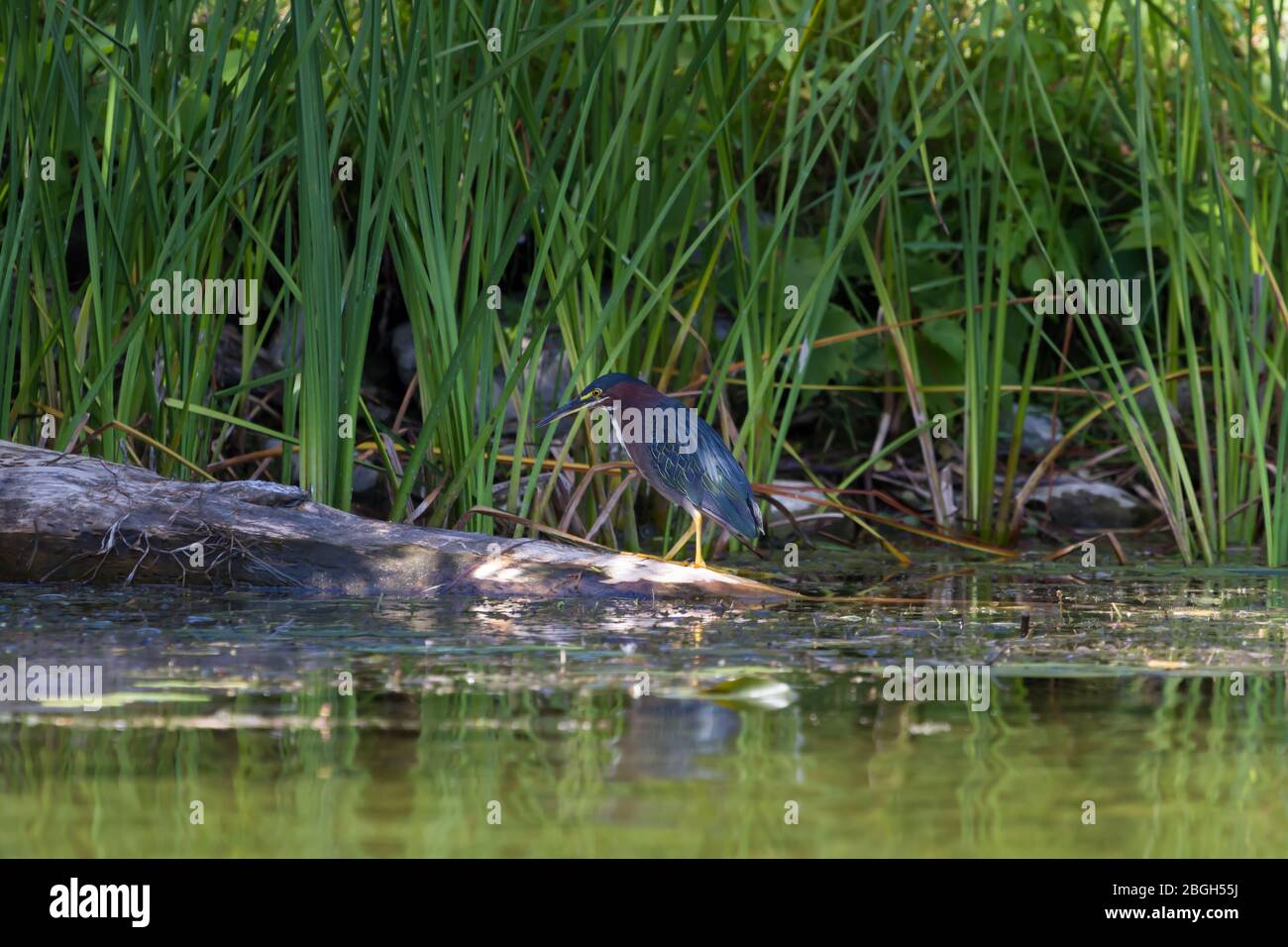 Heron verde che foraggera lungo una costa paludosa. Foto Stock