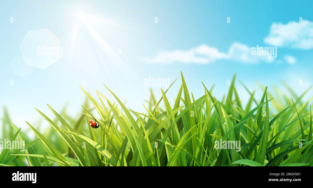 Primavera sfondo con erba verde fresco il Ladybug su cielo blu sfondo luminoso. Concetto estivo. Primo piano, macro. Foto Stock