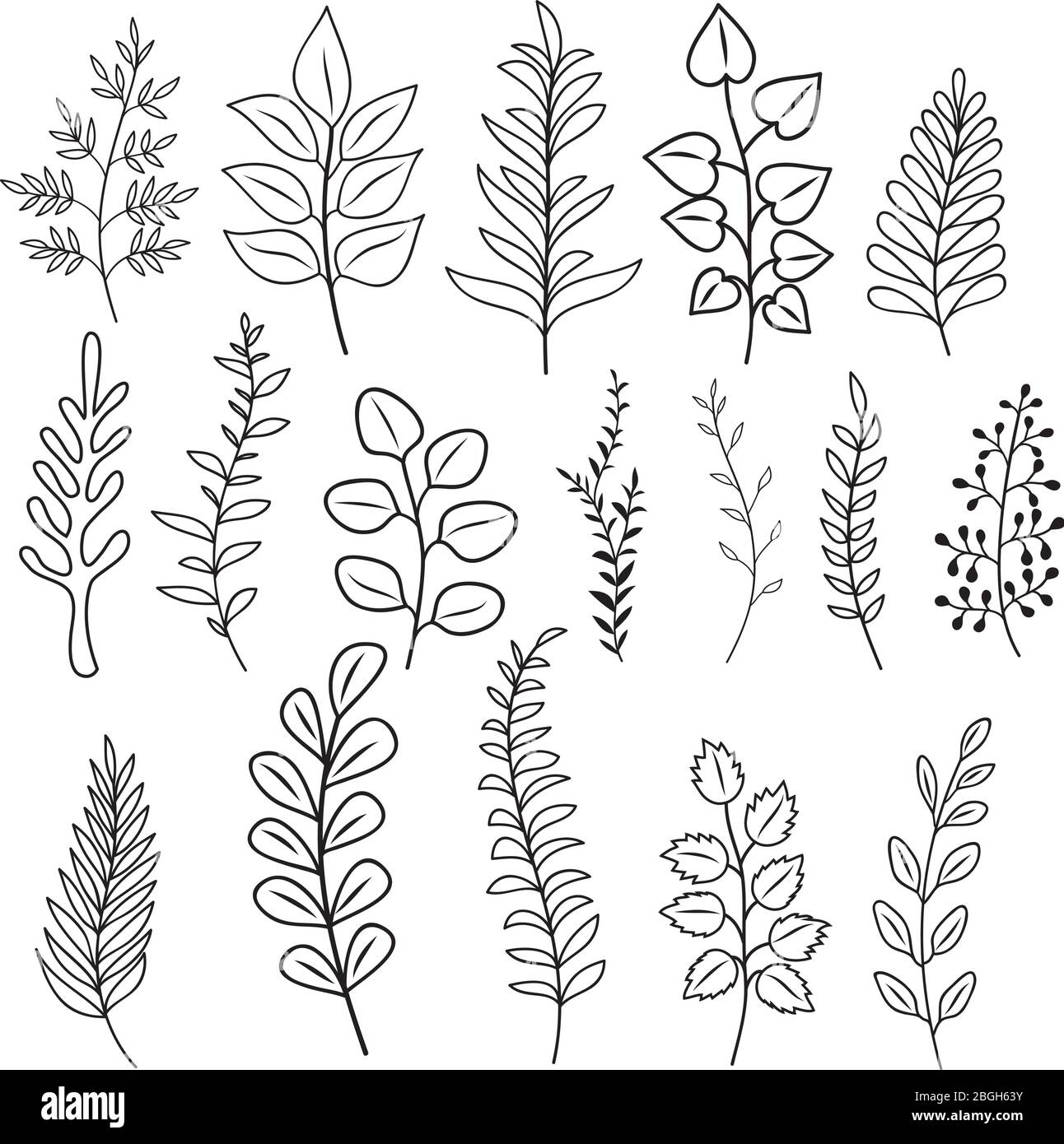 Rami disegnati a mano con foglie e fiori. Decorazione rustica ramificazione vettoriale doodle isolato. Ramo foglia floreale, ramoscello, illustrazione cornice rustica Illustrazione Vettoriale