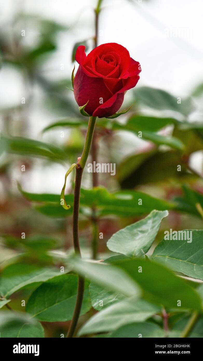 Primo piano verticale di una rosa rossa in una piantagione di Cayambe, a nord di Quito, Ecuador. La rosa è il fiore nazionale di questo paese. Foto Stock