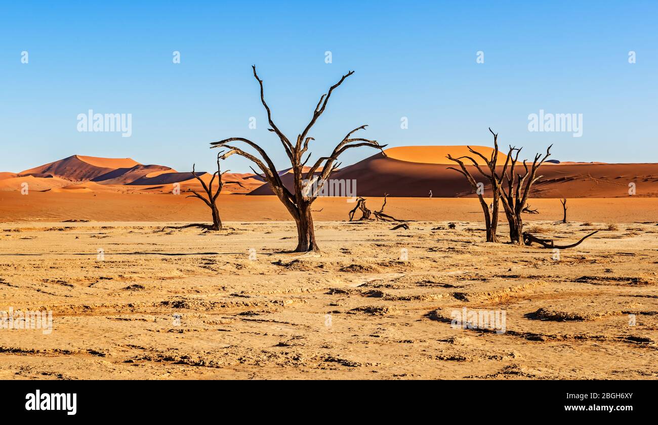 Vista panoramica sulle dune di sabbia nel deserto della Namibia vicino a Sossusvlei nel Parco Nazionale Namib-Naukluft, Namibia. Foto Stock