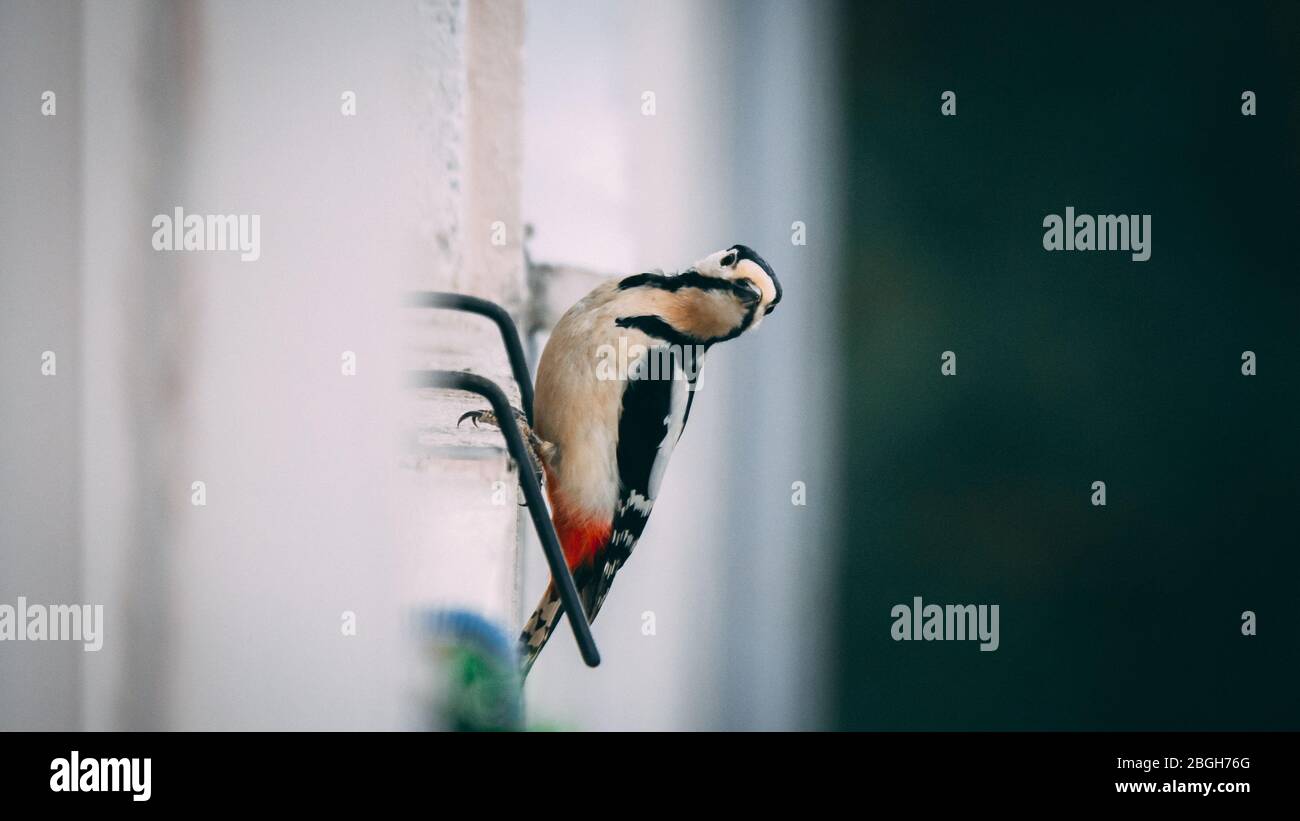 Un simpatico picchio seduto su un balcone parete rivolta verso la macchina fotografica Foto Stock