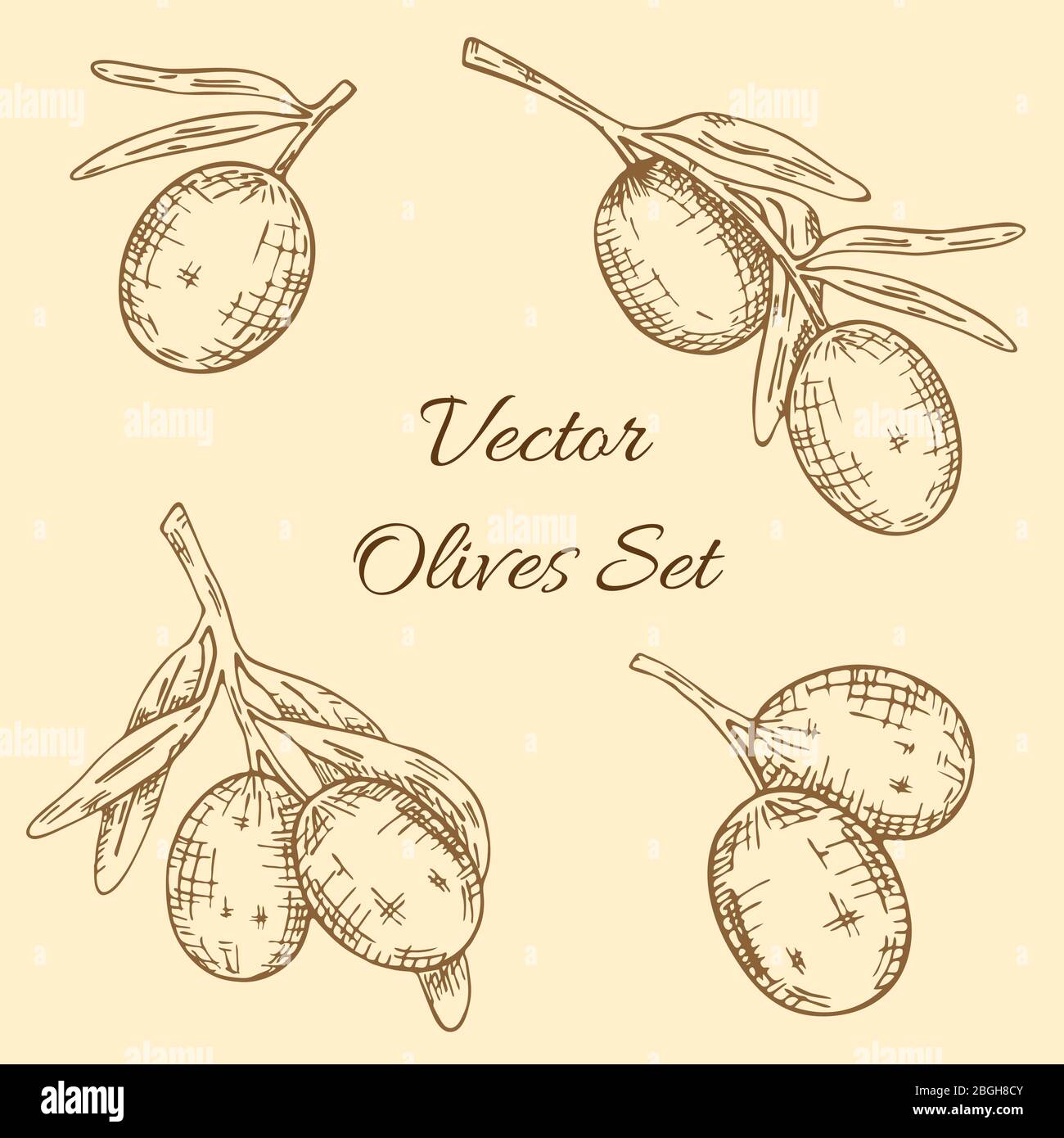 Set di ulivo ramo. Stile disegnato a mano. Schizzo vettoriale Illustrazione Vettoriale