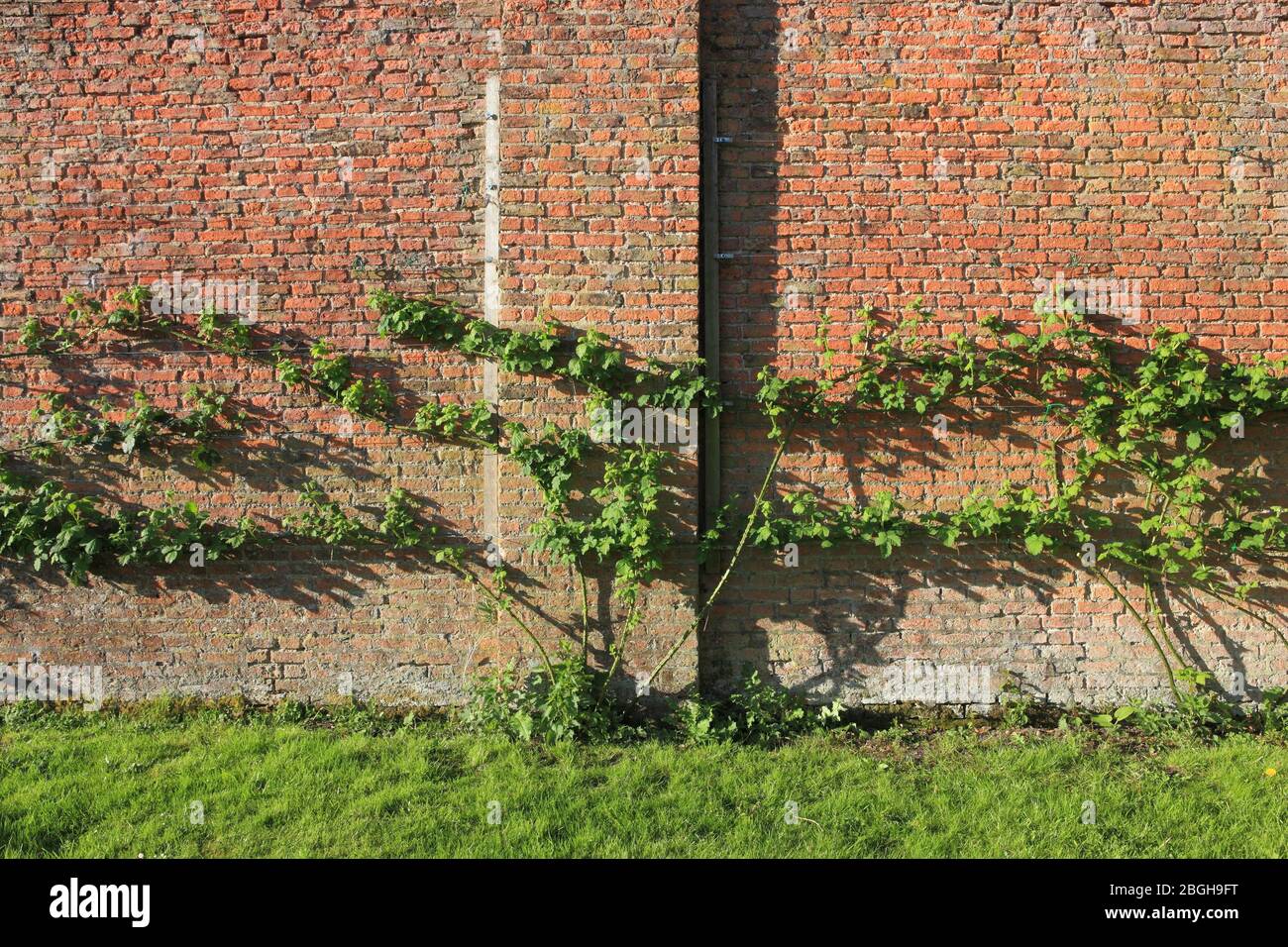 Canne di blackberry organico addestrato su cavi su un vecchio muro di mattoni in primavera Foto Stock Canne di blackberry organico addestrato su cavi su un vecchio muro di mattoni in primavera Foto Stock
