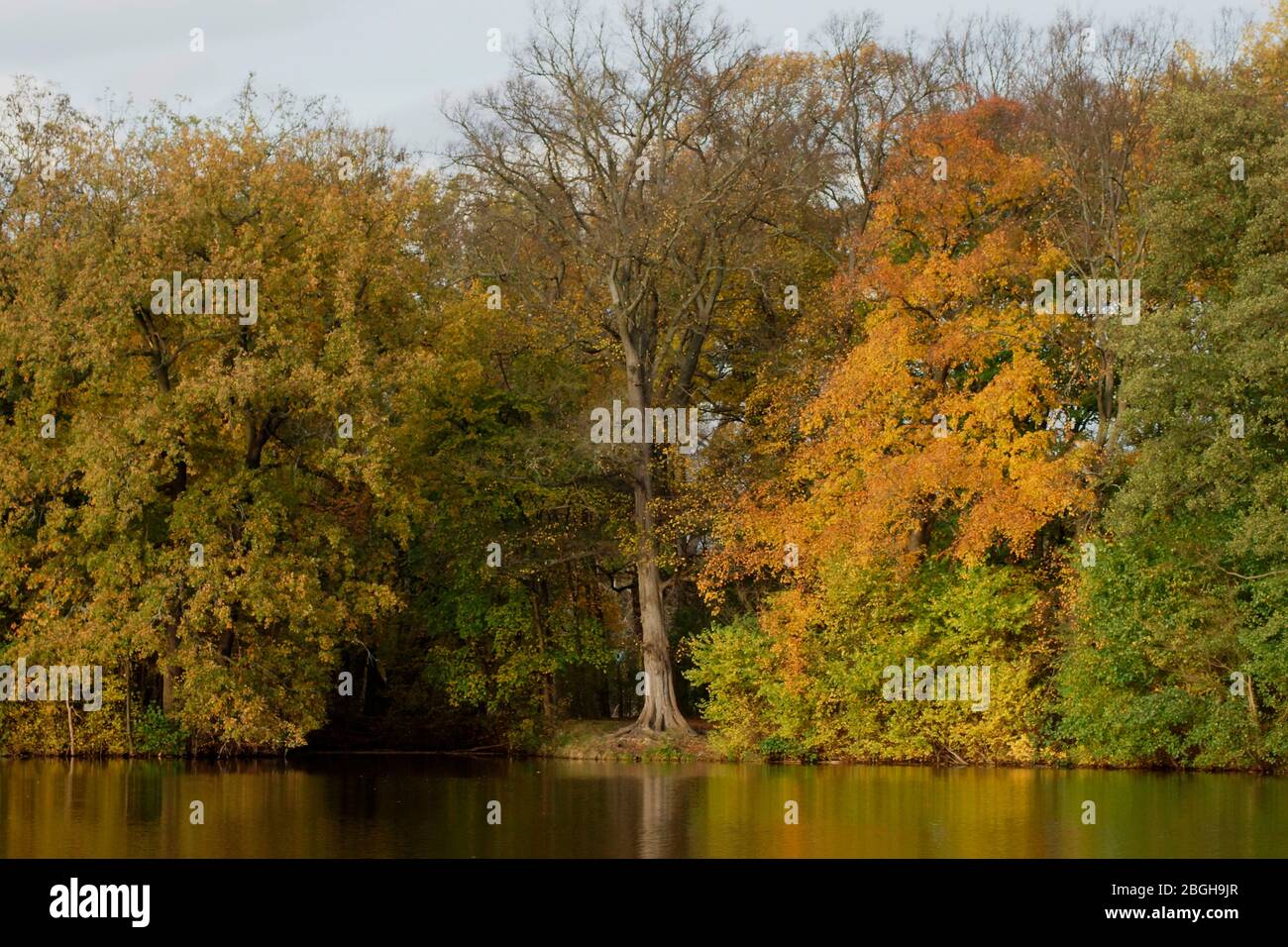 Herbstliche Bäume am Ufer Eines vede Foto Stock