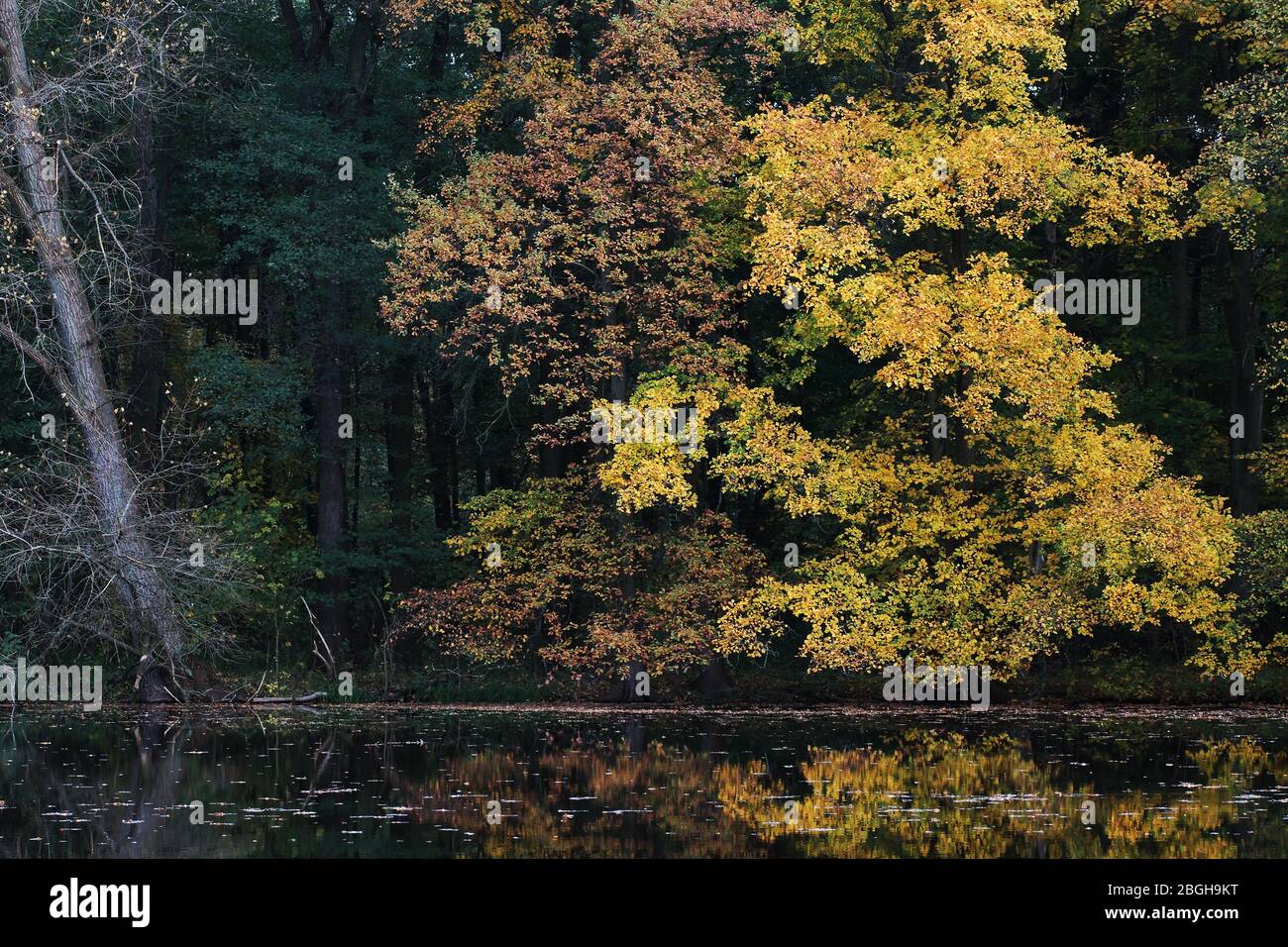 Herbstliche Bäume am Ufer Eines vede Foto Stock