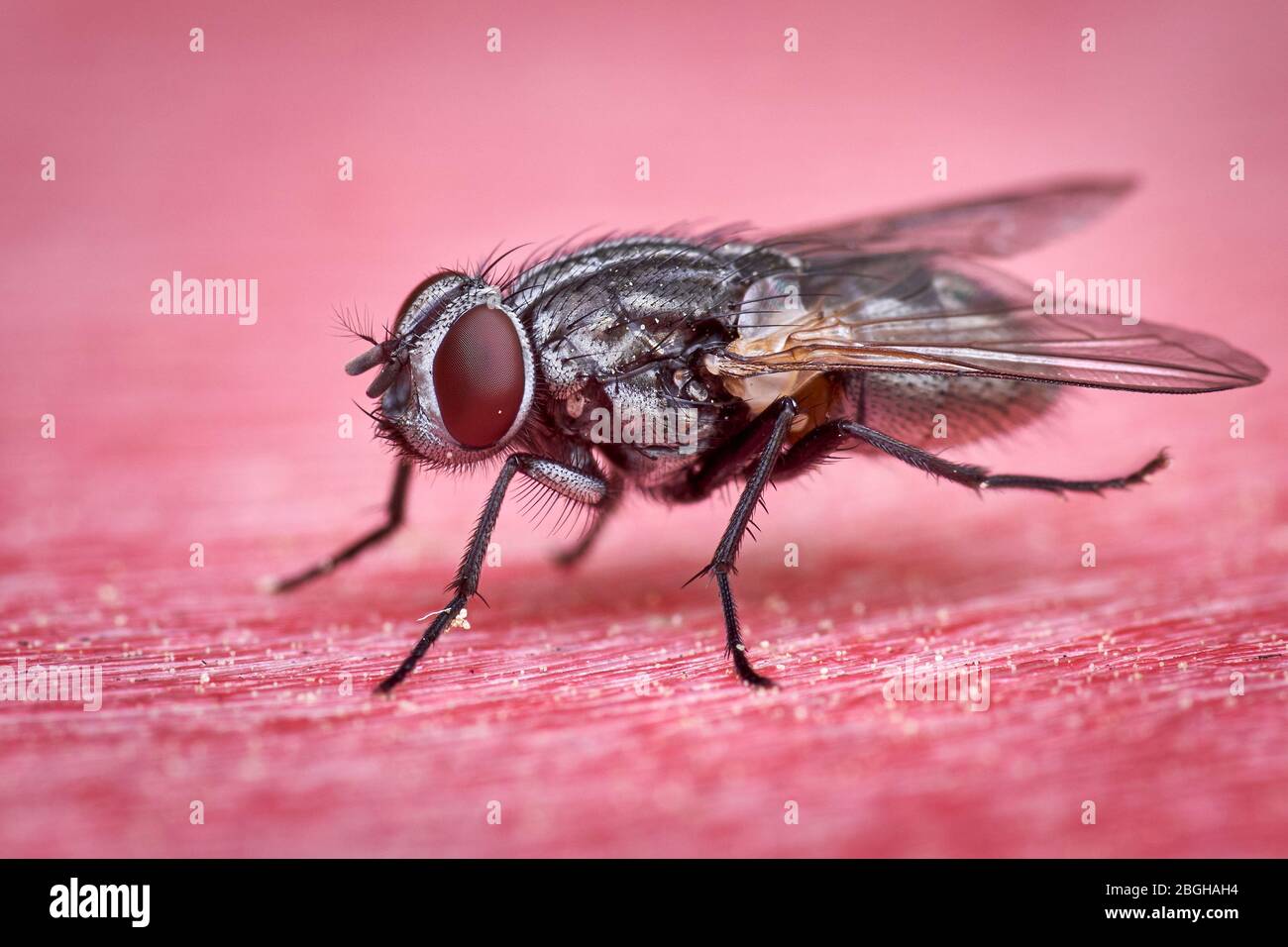 macro di carne volare su superficie rossa Foto Stock