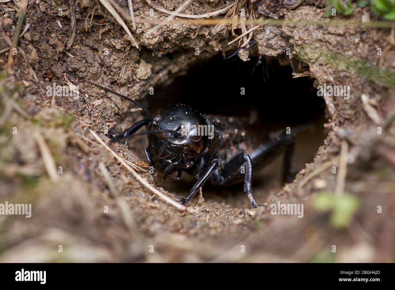 il cricket nero si arrampicava con attenzione fuori dal burrow Foto Stock