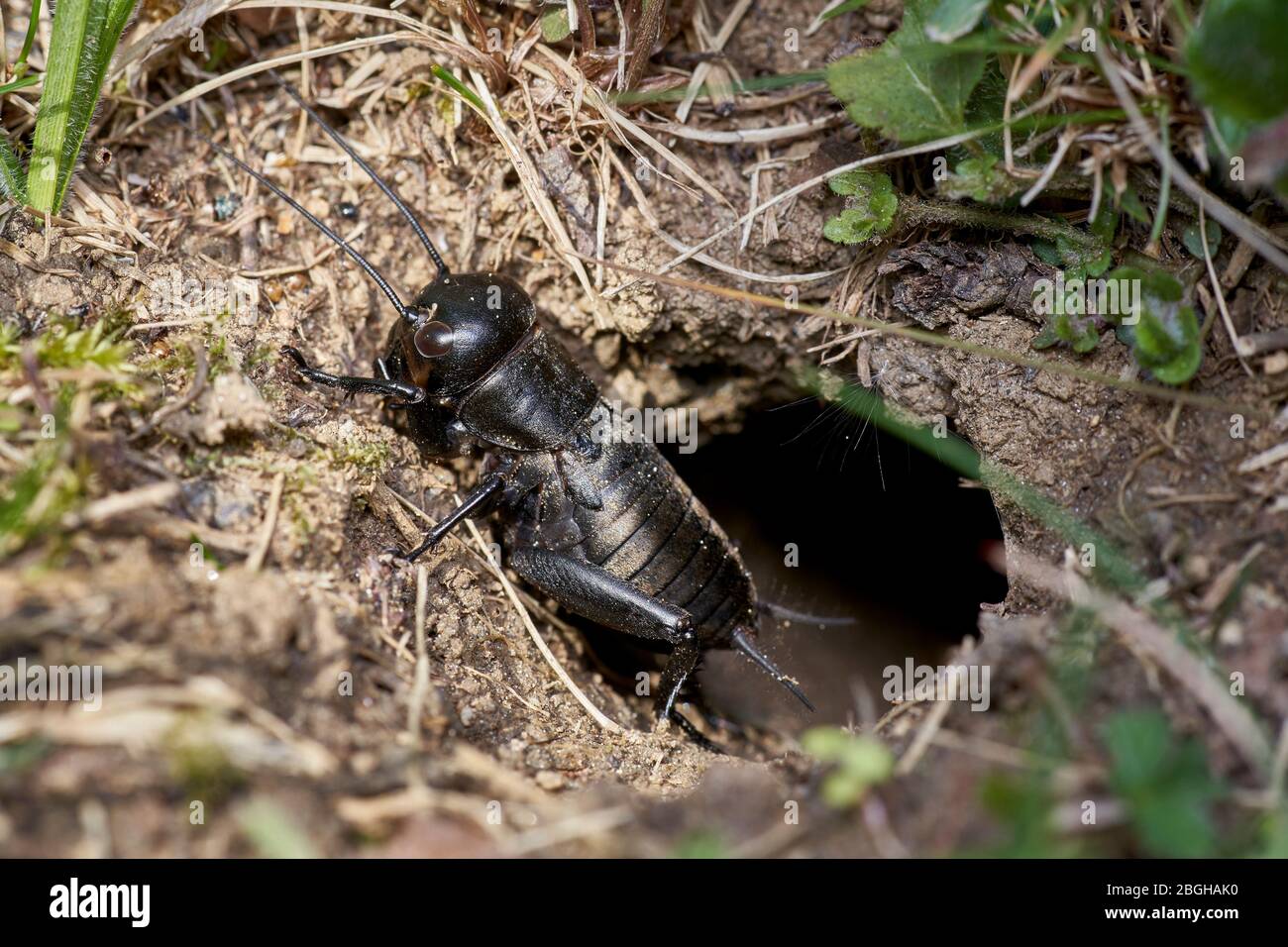 cricket nero campo davanti / fuori del burrow Foto Stock