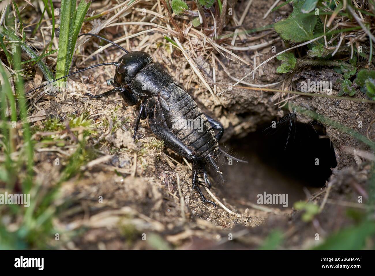 cricket nero campo davanti / fuori del burrow Foto Stock