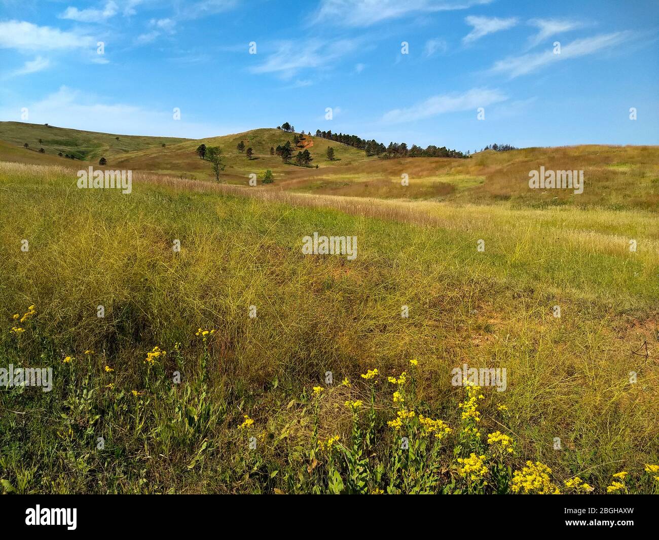 Prairie Grass al Custer state Park, South Dakota. Foto Stock