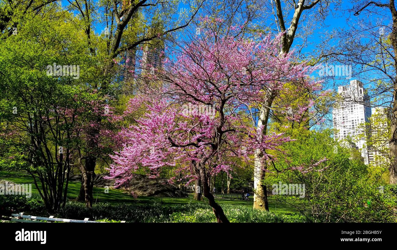 Una giornata primaverile nel parco centrale con gli alberi in fiore. Foto Stock