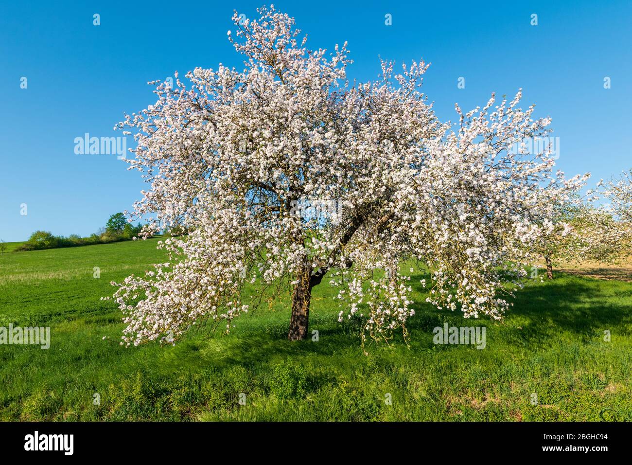 Fiorire l'albero di mele in primavera in Germania. Foto Stock