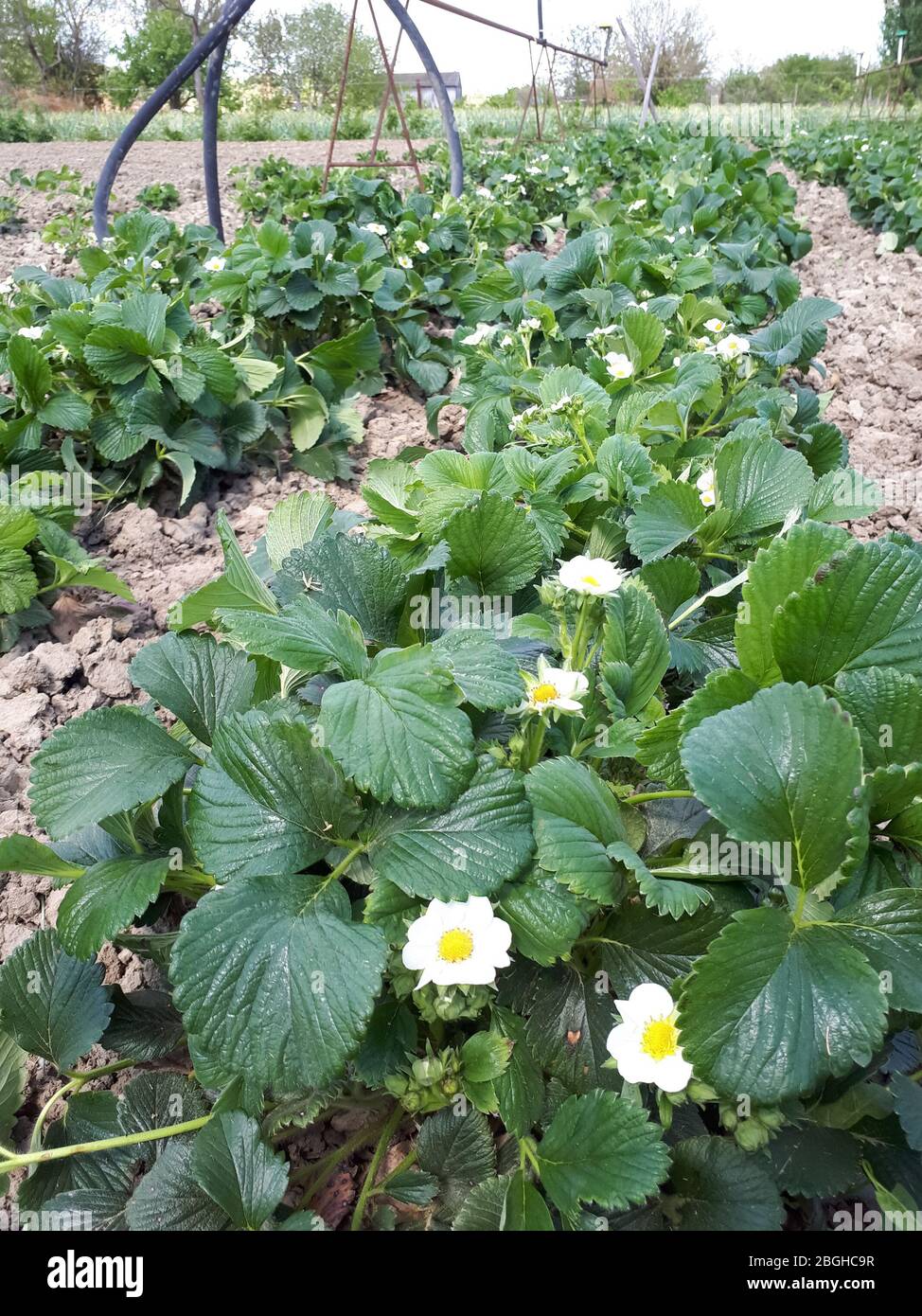 Cespugli di fragole fiorite nel giardino. Letto alla fragola. Foto Stock