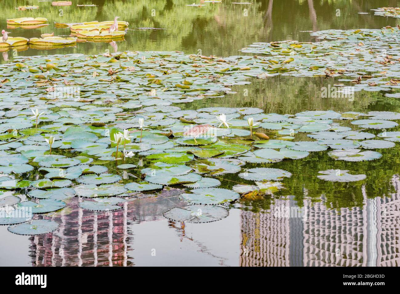 Fiori di loto bianco e aironi sulla superficie del lago. Parco cittadino. Shenzhen. Cina. Foto Stock