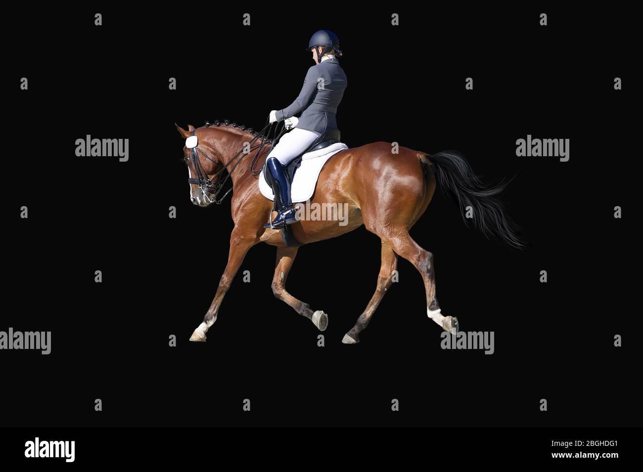 Dressage Ritratto su Equestrian sport - dressage isolato su bianco nero in gara Foto Stock