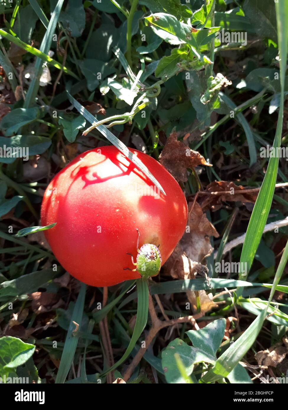 Il bedbug si siede su un pomodoro rosso. Peste di pomodoro Foto Stock