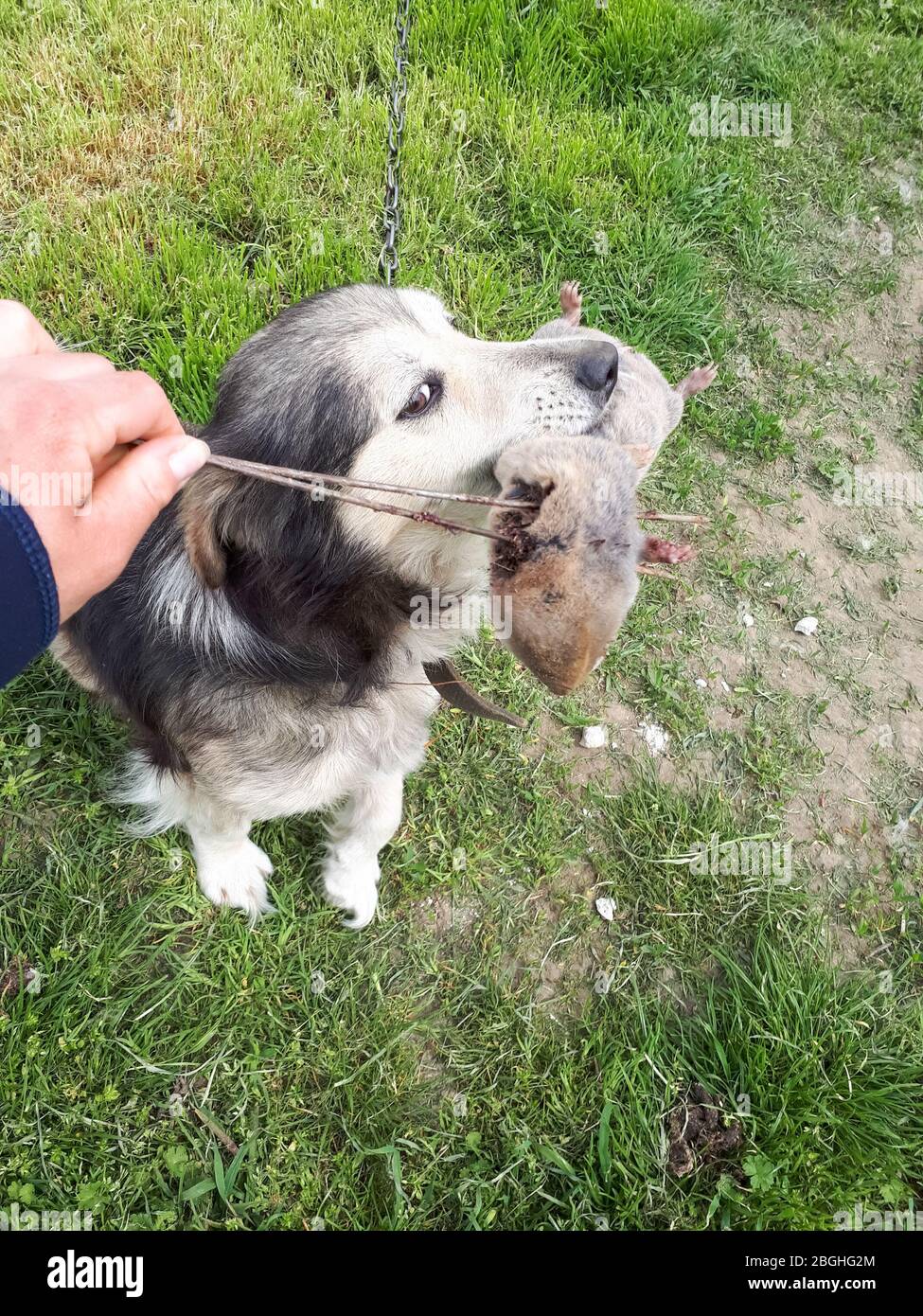 Il cane tiene un ratto di mole nella relativa bocca. Alimentazione di un cane da un roditore. Foto Stock