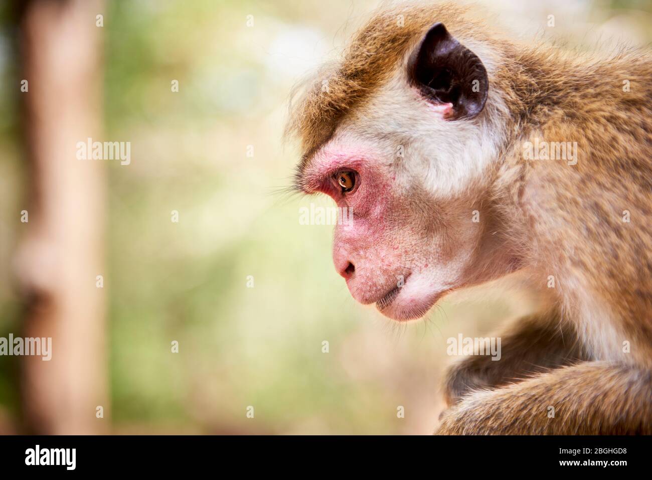 Profilo di una macaque (macaca sinica) con sfondo sfocato. Con la loro popolazione in diminuzione, i macachi di toque sono classificati come Endange Foto Stock