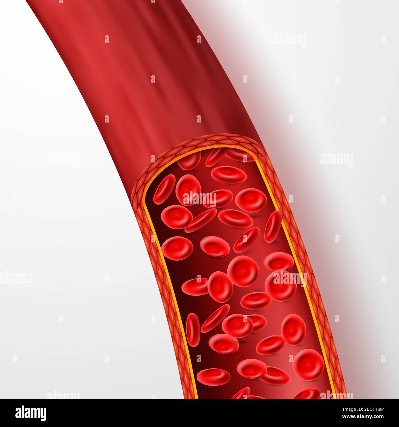 Vaso sanguigno umano con globuli rossi. Vena del sangue con macro eritrociti nell'illustrazione del vettore isolato dal plasma. Sistema vascolare, flusso sanguigno umano, microscopico cardiovascolare Illustrazione Vettoriale