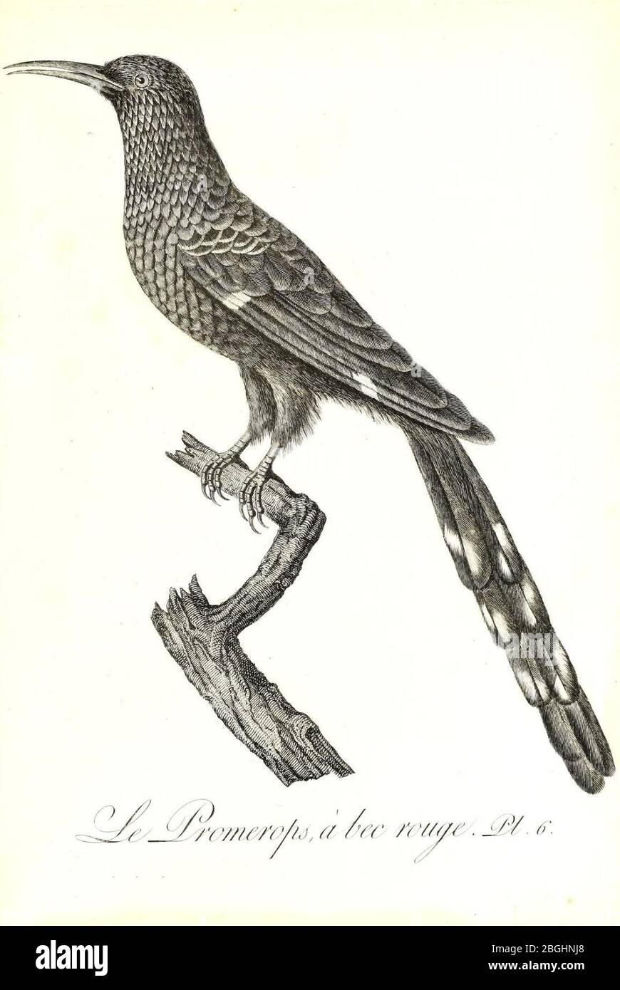 Histoire naturelle et générale des colibris, moules, jacamars et promerops (Pl. 6) (8597958654). Foto Stock