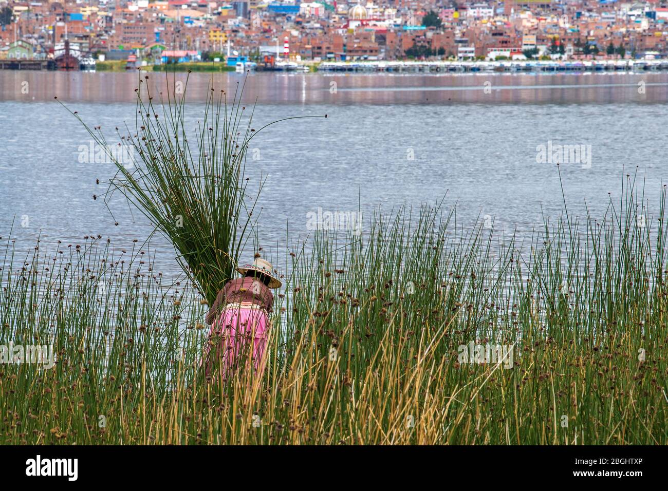 Donne indigene che raccolgono canne ai margini del lago Titicaca, Puno, Perù meridionale Foto Stock