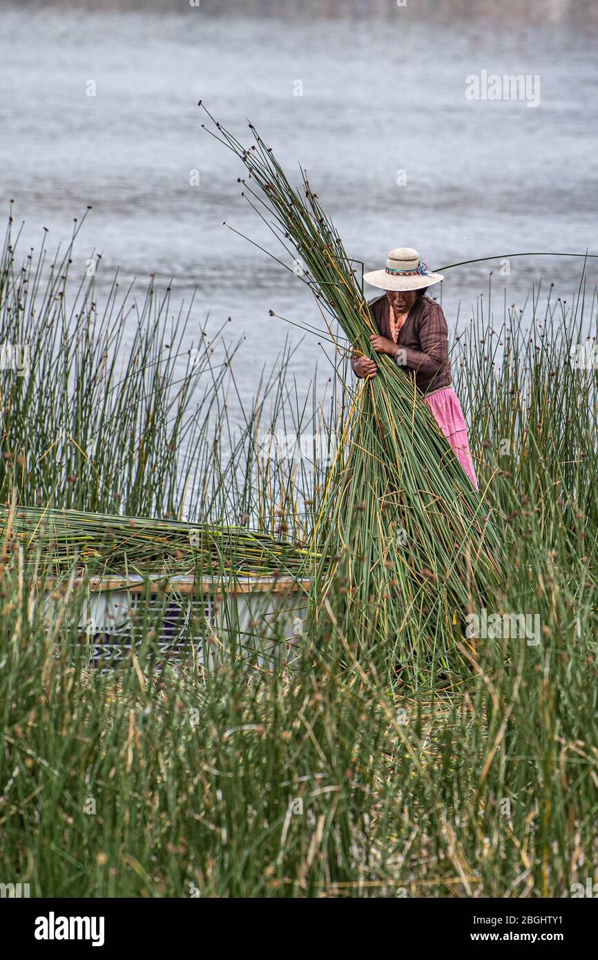 Donne indigene che raccolgono canne ai margini del lago Titicaca, Puno, Perù meridionale Foto Stock