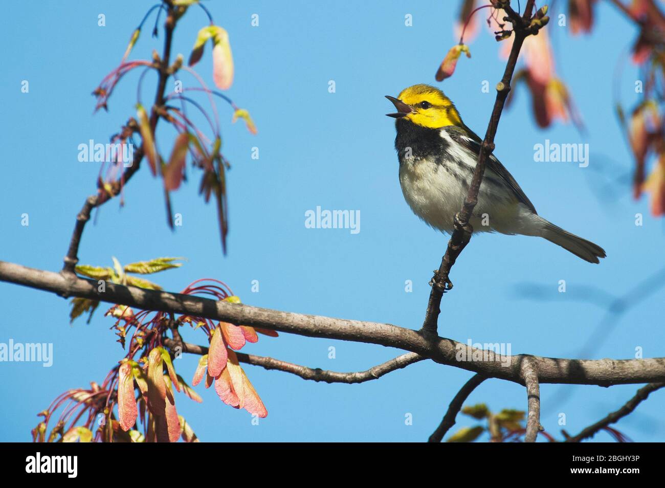 Nero-verde throated trillo nella migrazione a molla Foto Stock