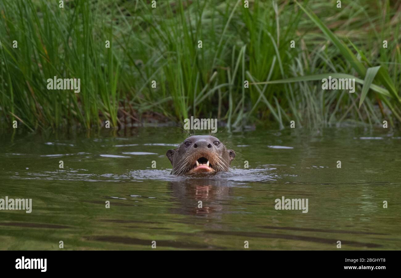 SINGOLO GIGANTE FIUME OTTER (PTERONURA BRASILIENSIS) CON TESTA FUORI DALL'ACQUA. ORIZZONTALE Foto Stock
