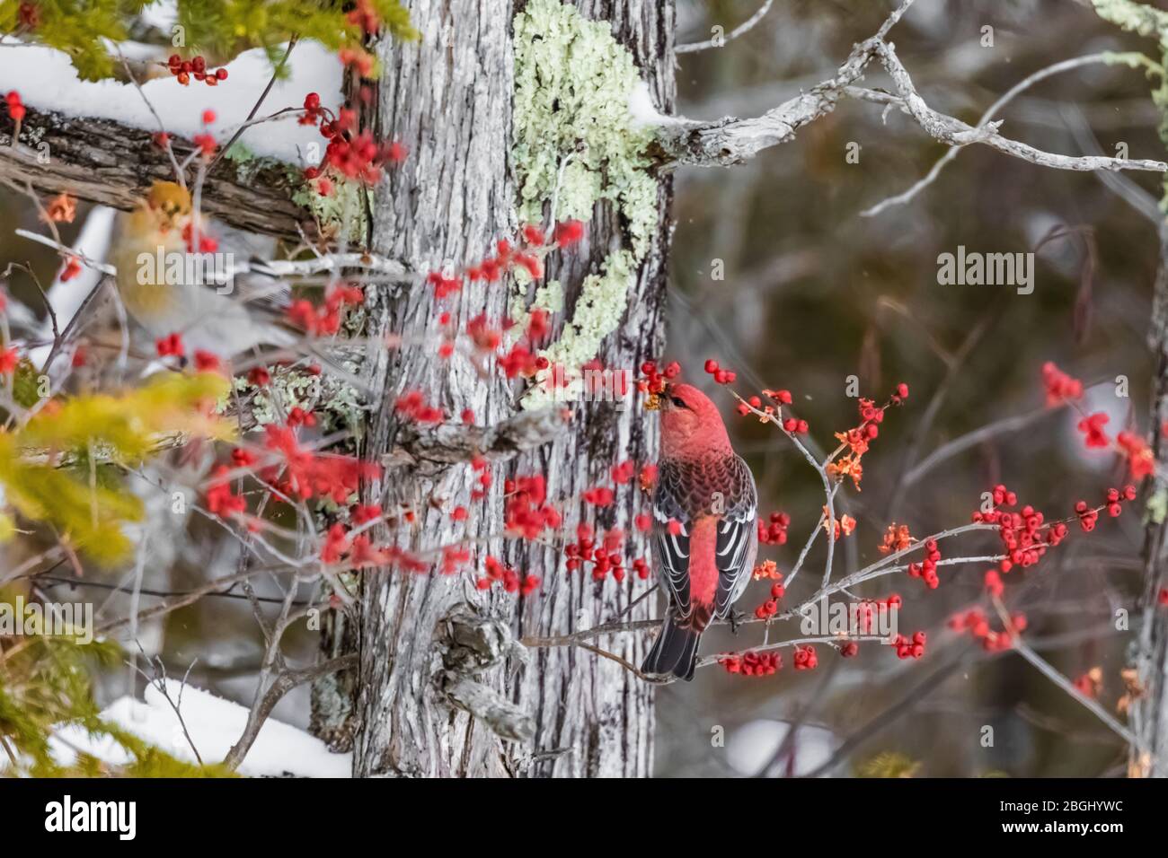 Maschio Pine Grosbeak, enucleator Pinicola, alimentazione su Winterberry, Ilex verticillata, con i suoi semi attaccati al conto, in una cigno di cedro bianco del nord Foto Stock